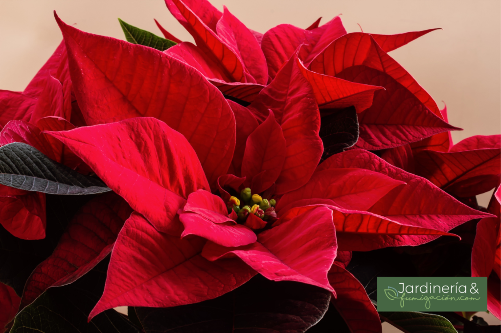 flor de nochebuena