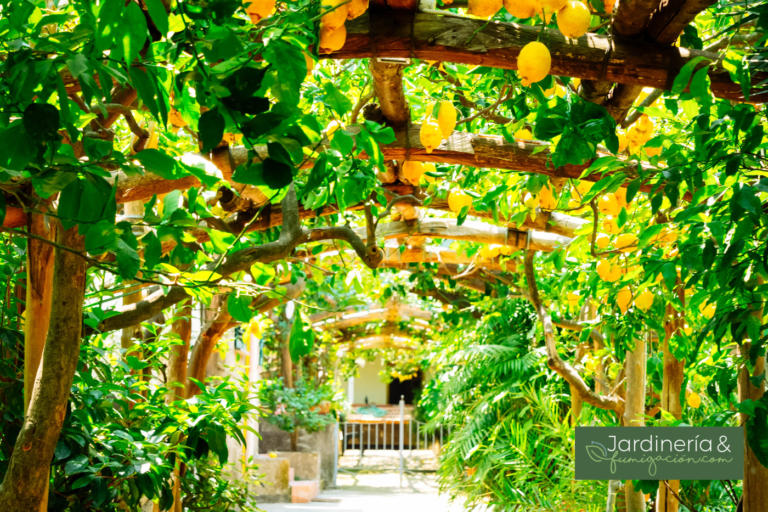 ¿Cómo mantener tu jardín saludable?