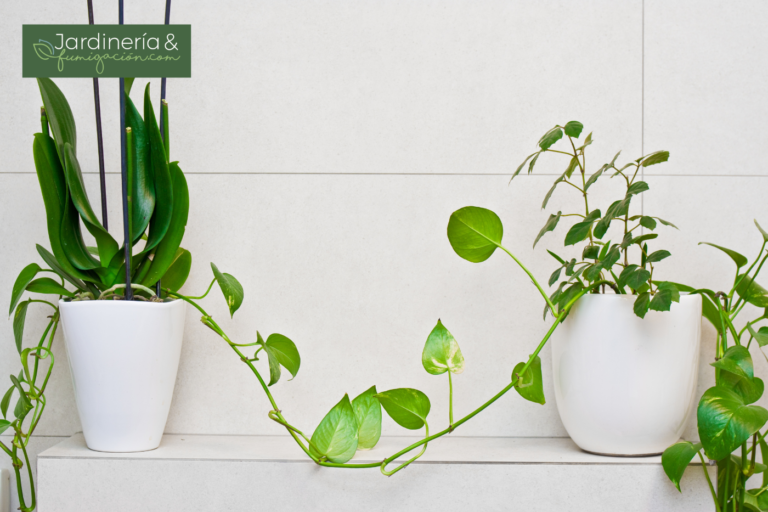 Las mejores plantas para tu baño