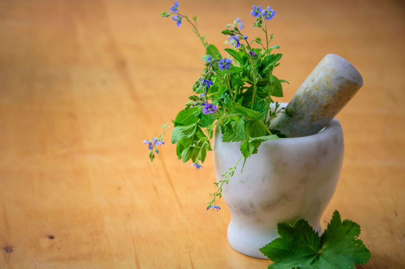 3 plantas medicinales especiales para tu jardín