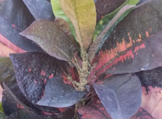 jardineria y fumigacion merida