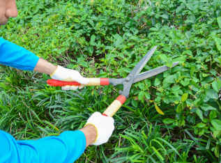jardineria y fumigacion merida
